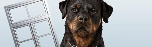 Rottweiler kutya egy műanyag ablakkeret mellett