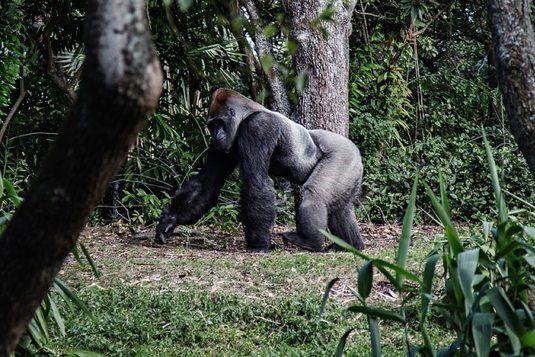 Gorilla az esőerdő talaján, fák között